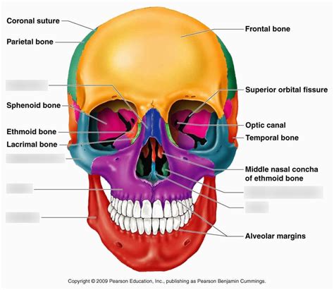 strongest facial bone